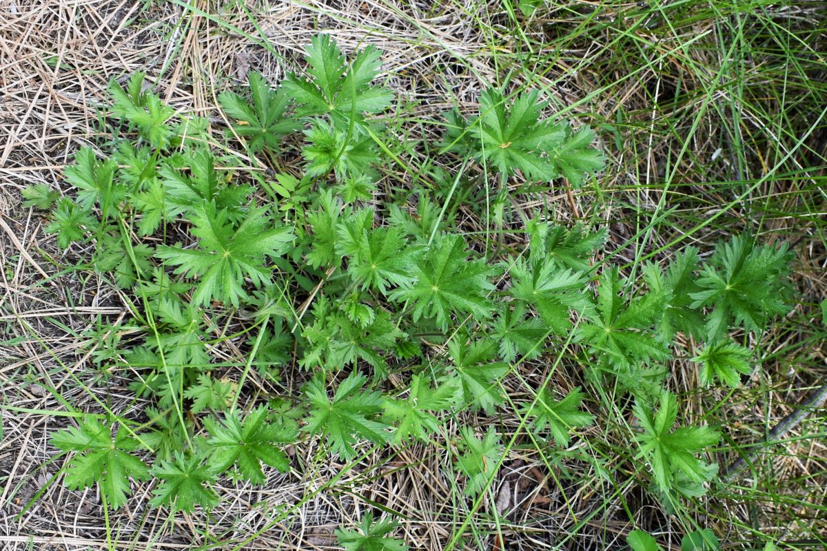 cinquefoil herbicide Slender Cinquefoil – Sparrowhawk Native Plants