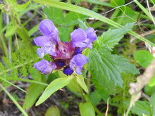 Load image into Gallery viewer, Super closeup of the purple flower of self-heal (Prunella vulgaris ssp. lanceolata). One of approximately 200 species of Pacific Northwest native plants available at Sparrowhawk Native Plants in Portland, Oregon