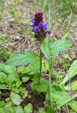 Load image into Gallery viewer, Full flowering form of self-heal (Prunella vulgaris ssp. lanceolata). One of approximately 200 species of Pacific Northwest native plants available at Sparrowhawk Native Plants in Portland, Oregon