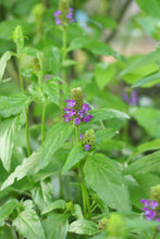 Load image into Gallery viewer, A population of purple flowering self-heal plants (Prunella vulgaris ssp. lanceolata). One of approximately species of Pacific Northwest native plants available at Sparrowhawk Native Plants in Portland, Oregon