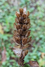 Load image into Gallery viewer, Dried brown seed head of self-heal (Prunella vulgaris ssp. lanceolata). One of approximately 200 species of Pacific Northwest native plants available at Sparrowhawk Native Plants in Portland, Oregon
