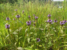Load image into Gallery viewer, Many purple flowers of self-heal (Prunella vulgaris ssp. lanceolata) in a meadow. One of approximately 200 species of Pacific Northwest native plants available at Sparrowhawk Native Plants in Portland, Oregon
