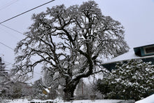 Load image into Gallery viewer, A mature Oregon white oak (Quercus garryana) during a Portland snowstorm. A Pacific Northwest native tree available at Sparrowhawk Native Plants in Portland, Oregon.