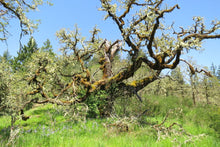 Load image into Gallery viewer, An ancient trunk of an Oregon white oak (Quercus garryana). A Pacific Northwest native tree available at Sparrowhawk Native Plants in Portland, Oregon.