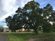 Load image into Gallery viewer, The mature form of Oregon white oak (Quercus garryana) in front of a Safeway store. A Pacific Northwest native tree available at Sparrowhawk Native Plants in Portland, Oregon.