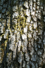Load image into Gallery viewer, Close up of the bark of Oregon white oak (Quercus garryana). A Pacific Northwest native tree available at Sparrowhawk Native Plants in Portland, Oregon.