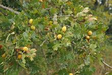 Load image into Gallery viewer, Leaves and acorns of Oregon white oak (Quercus garryana). A Pacific Northwest native tree available at Sparrowhawk Native Plants in Portland, Oregon.