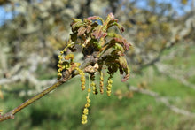 Load image into Gallery viewer, Close up of spring flowers and emerging leaves on an Oregon white oak (Quercus garryana). A Pacific Northwest native tree available at Sparrowhawk Native Plants in Portland, Oregon.