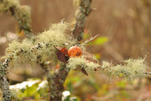 Load image into Gallery viewer, Close up of gull and lichen in an Oregon white oak (Quercus garryana). A Pacific Northwest native tree available at Sparrowhawk Native Plants in Portland, Oregon.