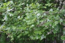 Load image into Gallery viewer, Bright green leaves of Oregon white oak (Quercus garryana). A Pacific Northwest native tree available at Sparrowhawk Native Plants in Portland, Oregon.