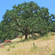 Load image into Gallery viewer, The middle-aged form of Oregon white oak (Quercus garryana) in a savanna. A Pacific Northwest native tree available at Sparrowhawk Native Plants in Portland, Oregon.
