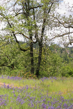 Load image into Gallery viewer, Oregon White Oak