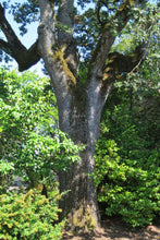 Load image into Gallery viewer, A mature trunk of Oregon white oak (Quercus garryana) in the urban environment. A Pacific Northwest native tree available at Sparrowhawk Native Plants in Portland, Oregon.