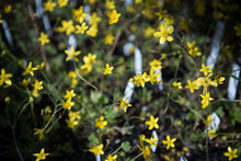 Load image into Gallery viewer, A flat of 4" pots of yellow-flowering western buttercup (Ranunculus occidentalis). One of approximately 200 species of Pacific Northwest native plants available at Sparrowhawk Native Plants, Native Plant Nursery in Portland, Oregon.