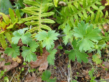 Load image into Gallery viewer, Green foliage of western buttercup (Ranunculus occidentalis). One of approximately 200 species of Pacific Northwest native plants available at Sparrowhawk Native Plants, Native Plant Nursery in Portland, Oregon.