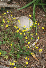 Load image into Gallery viewer, Flowering form of western buttercup (Ranunculus occidentalis) in a habitat garden. One of approximately 200 species of Pacific Northwest native plants available at Sparrowhawk Native Plants, Native Plant Nursery in Portland, Oregon.