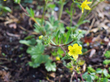 Load image into Gallery viewer, Yellow-flowering western buttercup (Ranunculus occidentalis) in the habitat garden. One of approximately 200 species of Pacific Northwest native plants available at Sparrowhawk Native Plants, Native Plant Nursery in Portland, Oregon.