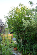 Cargar imagen en el visor de la galería, Growth habitat of an approximately 12 year old cascara tree (Rhamnus purshiana, formerly/aka Frangula purshiana) in the habitat garden. Another stunning Pacific Northwest native tree available at Sparrowhawk Native Plants Nursery in Portland, Oregon.