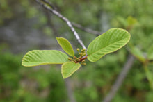 Cargar imagen en el visor de la galería, Close-up of Oregon native Cascara tree leaves (Frangula purshiana / Rhamnus purshiana). Another stunning Pacific Northwest native tree available at Sparrowhawk Native Plants Nursery in Portland, Oregon.