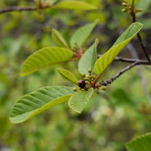 Cargar imagen en el visor de la galería, Close-up of Oregon native Cascara tree leaves (Frangula purshiana / Rhamnus purshiana). Another stunning Pacific Northwest native tree available at Sparrowhawk Native Plants Nursery in Portland, Oregon.