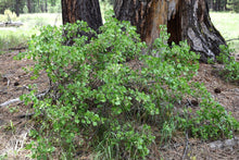 Load image into Gallery viewer, A mature wax currant (Ribes cereum) in a natural setting, in May. One of 100+ species of Pacific Northwest native plants available at Sparrowhawk Native Plants, Native Plant Nursery in Portland, Oregon.