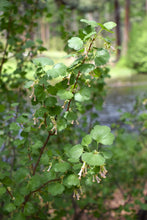 Load image into Gallery viewer, A branch of wax currant (Ribes cereum) adorned with spring leaves and light pink flowers in May. One of 100+ species of Pacific Northwest native plants available at Sparrowhawk Native Plants, Native Plant Nursery in Portland, Oregon.