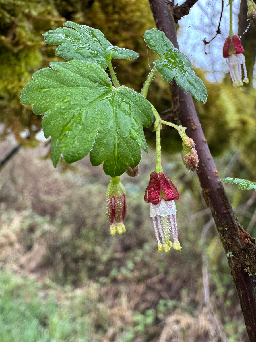 red gooseberry plant Wild Black Gooseberry – Sparrowhawk Native Plants