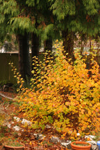 Load image into Gallery viewer, Gorgeous golden fall color of red flowering currant (Ribes sanguineum) in the habitat garden. One of 150+ species of Pacific Northwest native plants available at Sparrowhawk Native Plants Nursery in Portland, Oregon.