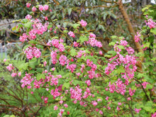 Load image into Gallery viewer, A profusion of bright pink early spring blooms of red flowering currant (Ribes sanguineum). One of 150+ species of Pacific Northwest native plants available at Sparrowhawk Native Plants Nursery in Portland, Oregon.