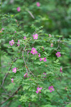 Cargar imagen en el visor de la galería, Branch of baldhip rose (Rosa gymnocarpa) covered in showy pink flowers. Another stunning Pacific Northwest native shrub available at Sparrowhawk Native Plants nursery in Portland, Oregon