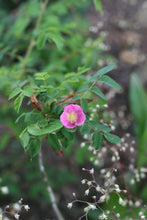 Cargar imagen en el visor de la galería, Close up of the showy pink flower of baldhip rose (Rosa gymnocarpa) with the delicate white flowers of small-flowered alumroot in the background. Another stunning Pacific Northwest native shrub available at Sparrowhawk Native Plants nursery in Portland, Oregon