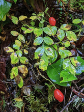 Cargar imagen en el visor de la galería, Fall leaves and bright red fruits (aka "hips") of baldhip rose (Rosa gymnocarpa). Another stunning Pacific Northwest native shrub available at Sparrowhawk Native Plants nursery in Portland, Oregon
