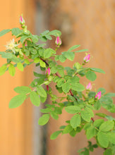 Load image into Gallery viewer, A stem of nootka rose (Rosa nutkana) adorned with bright fuchsia buds about to pop. One of approximately 200 species of Pacific Northwest native plants available at Sparrowhawk Native Plants, Native Plant Nursery in Portland, Oregon.