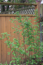Load image into Gallery viewer, Branches of nootka rose (Rosa nutkana) in the habitat garden. One of approximately 200 species of Pacific Northwest native plants available at Sparrowhawk Native Plants, Native Plant Nursery in Portland, Oregon.