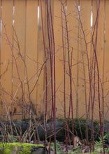 Load image into Gallery viewer, Deep red, leafless branches of nootka rose (Rosa nutkana) in the winter habitat garden. One of approximately 200 species of Pacific Northwest native plants available at Sparrowhawk Native Plants, Native Plant Nursery in Portland, Oregon.