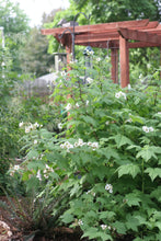 Load image into Gallery viewer, A thriving, flowering population of native thimbleberry plants (Rubus parviflorus) in the habitat garden. One of approximately 200 species of Pacific Northwest native plants available at Sparrowhawk Native Plants in Portland, Oregon. rub, Sparrowhawk Native Plants, Portland