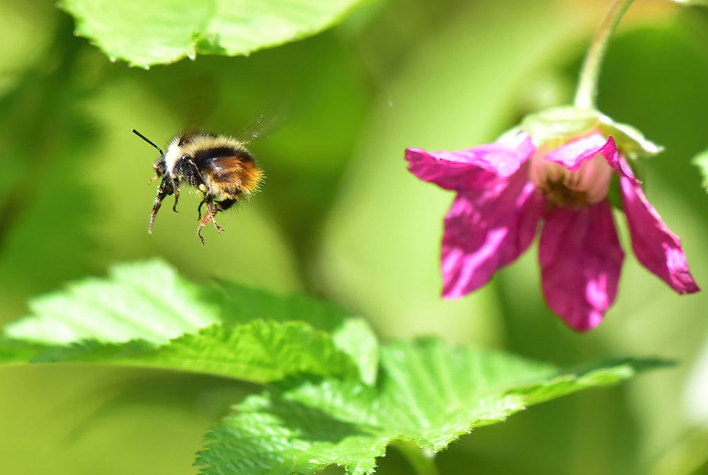 Salmonberry (Rubus spectabilis) – Sparrowhawk Native Plants