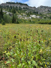 Cargar imagen en el visor de la galería, A mountain meadow scene featuring dark brown flower cones of western coneflower (Rudbeckia occidenalis). One of approximately 200 species of Pacific Northwest native plants available at Sparrowhawk Native Plants, native plant nursery in Portland, Oregon.