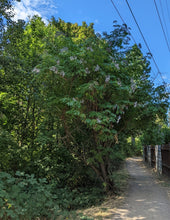 Load image into Gallery viewer, A mature blue elderberry shrub growing along a peaceful dirt alley (Sambucus mexicana, S. caerulea, S nigra ssp. caerulea). One of approximately 200 species of Pacific Northwest native plants available at Sparrowhawk Native Plants, native plant nursery in Portland, Oregon.