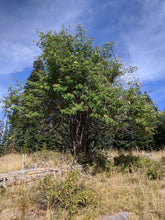 Load image into Gallery viewer, A wild blue elderberry growing in an open field (Sambucus mexicana, S. caerulea, S nigra ssp. caerulea). One of approximately 200 species of Pacific Northwest native plants available at Sparrowhawk Native Plants, native plant nursery in Portland, Oregon.
