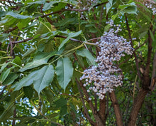 Load image into Gallery viewer, Close up of leaves and ripe dusty blue berries of blue elderberry (Sambucus mexicana, S. caerulea, S nigra ssp. caerulea). One of approximately 200 species of Pacific Northwest native plants available at Sparrowhawk Native Plants, native plant nursery in Portland, Oregon.