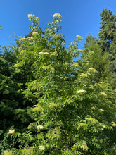 Load image into Gallery viewer, A young blue elderberry shrub flowering in the suburban Portland (Sambucus mexicana, S. caerulea, S nigra ssp. caerulea). One of approximately 200 species of Pacific Northwest native plants available at Sparrowhawk Native Plants, native plant nursery in Portland, Oregon.