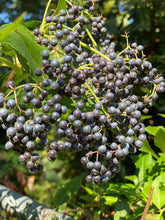 Load image into Gallery viewer, Close up of the ripe, blue berries of a native blue elderberry shrub (Sambucus mexicana, S. caerulea, S nigra ssp. caerulea). One of approximately 200 species of Pacific Northwest native plants available at Sparrowhawk Native Plants, native plant nursery in Portland, Oregon.