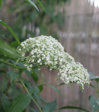 Load image into Gallery viewer, Close up of a cluster (aka umbel) of intricate white blue elderberry flowers (Sambucus mexicana, S. caerulea, S nigra ssp. caerulea). One of approximately 200 species of Pacific Northwest native plants available at Sparrowhawk Native Plants, native plant nursery in Portland, Oregon.