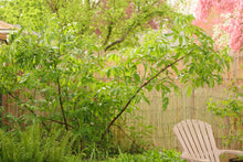 Load image into Gallery viewer, An arching blue elderberry shrub (Sambucus mexicana, S. caerulea, S nigra ssp. caerulea) in a habitat garden. One of approximately 200 species of Pacific Northwest native plants available at Sparrowhawk Native Plants, native plant nursery in Portland, Oregon.
