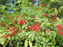 Load image into Gallery viewer, Summer branches of native red elderberry shrub (Sambucus racemosa) covered with clusters of bright red berries. One of approximately 200 species of Pacific Northwest native plants available at Sparrowhawk Native Plants in Portland, Oregon.