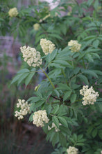 Load image into Gallery viewer, Spring branches of native red elderberry shrub (Sambucus racemosa) covered with creamy shite flower clusters. One of 150+ species of Pacific Northwest native plants available at Sparrowhawk Native Plants in Portland, Oregon. 