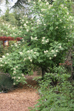 Load image into Gallery viewer, Large arching branches of a native red elderberry shrub (Sambucus racemosa) flowering in the habitat garden. One of approximately 200 species of Pacific Northwest native plants available at Sparrowhawk Native Plants in Portland, Oregon.