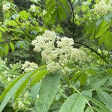 Load image into Gallery viewer, Close-up of a creamy white flower cluster on a native red elderberry shrub (Sambucus racemosa). One of approximately 200 species of Pacific Northwest native plants available at Sparrowhawk Native Plants in Portland, Oregon.