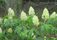 Load image into Gallery viewer, Spring branches of native red elderberry shrub (Sambucus racemosa) covered with creamy white flower clusters. One of approximately 200 species of Pacific Northwest native plants available at Sparrowhawk Native Plants in Portland, Oregon.